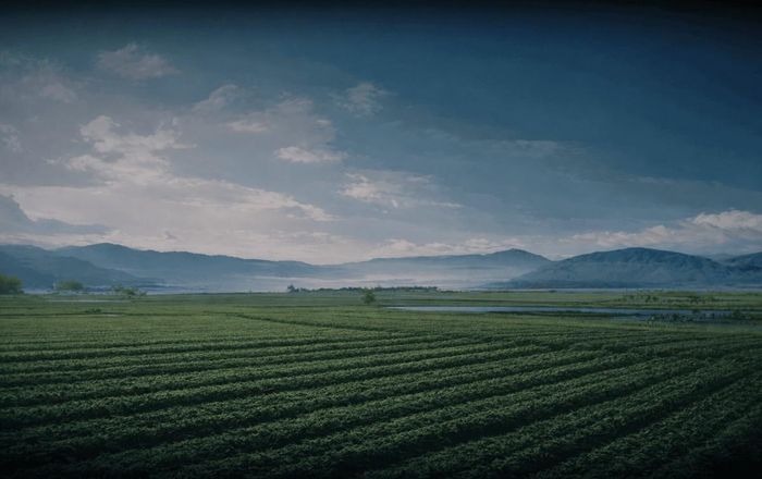 Grower in field