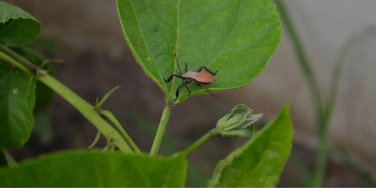 Arugula - Pests & Diseases