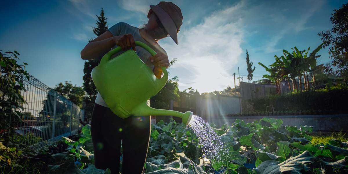 Broccoli - How to Water