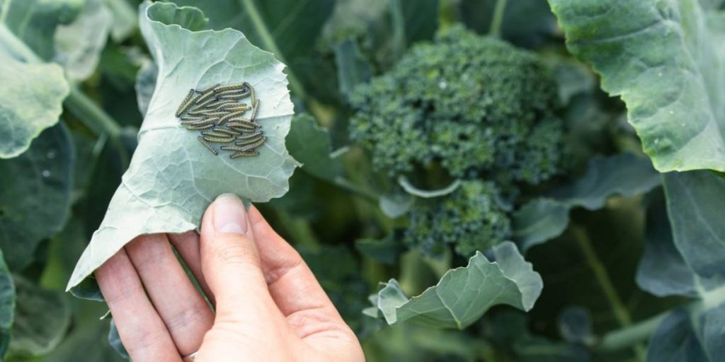 Broccoli Pests & Diseases AI Farming