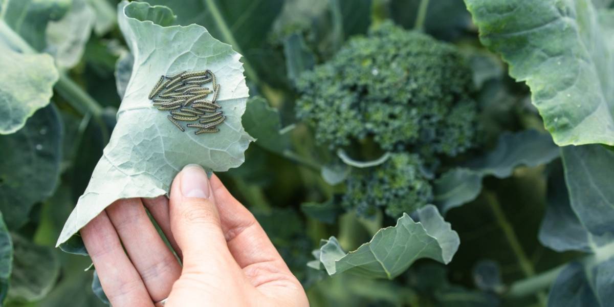 Broccoli - Pests & Diseases