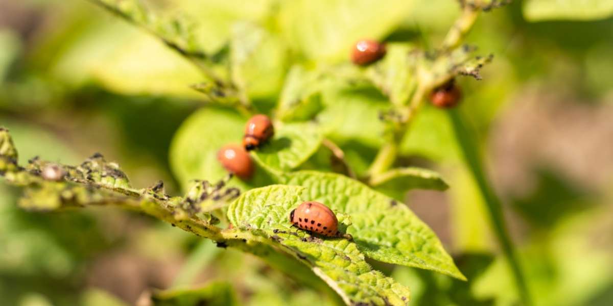 Brussels Sprouts - Pests & Diseases