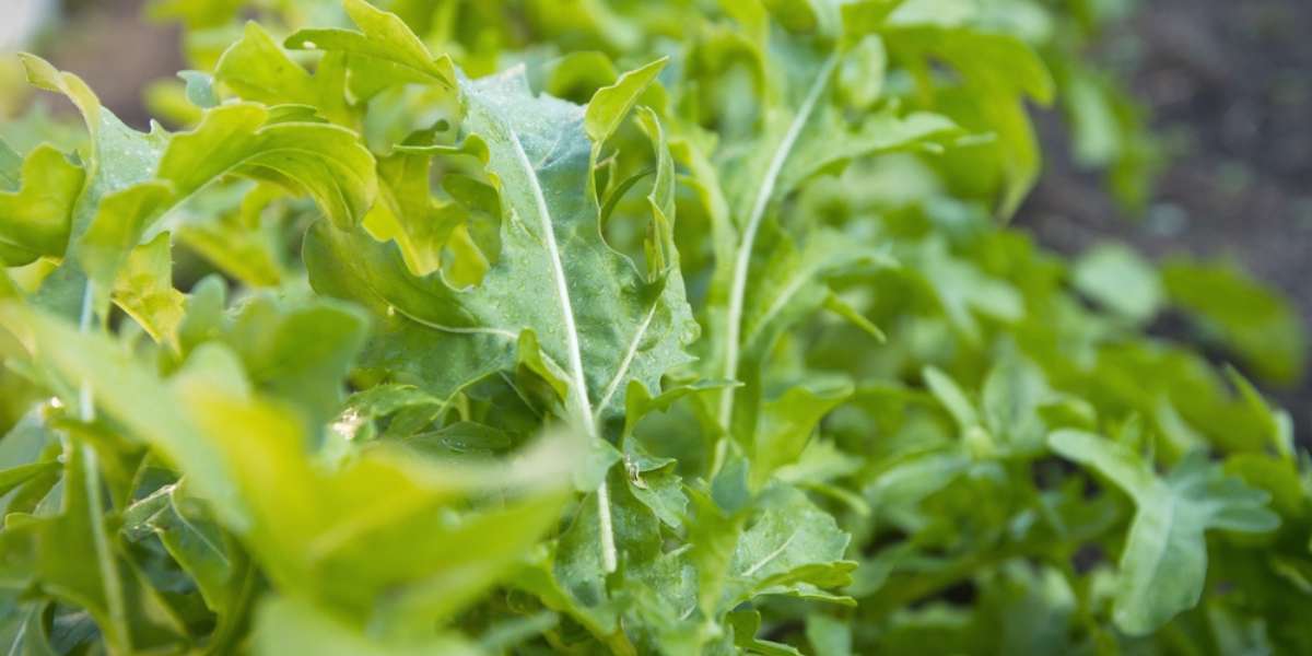 Caring for Your Arugula Plant