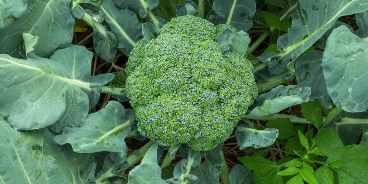 Caring for Your Broccoli Plant