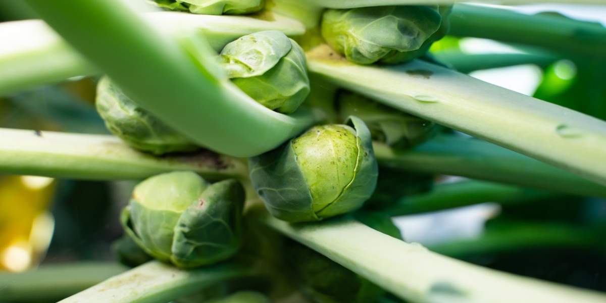 Caring for Your Brussels Sprouts Plant