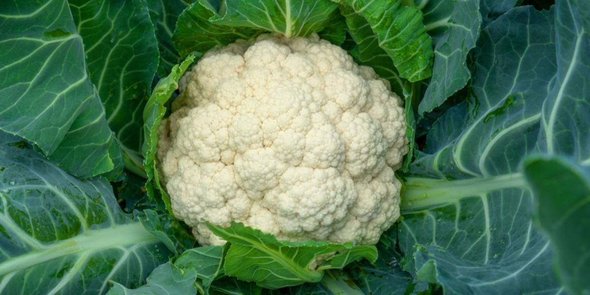 Caring for Your Cauliflower Plant