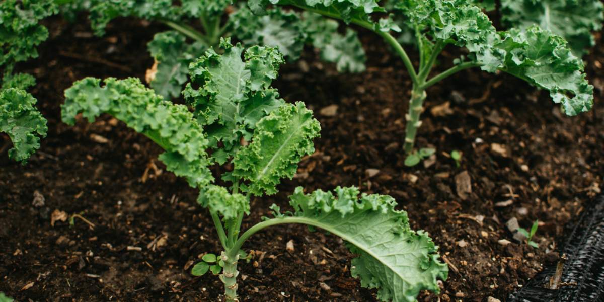 Caring for Your Kale Plant