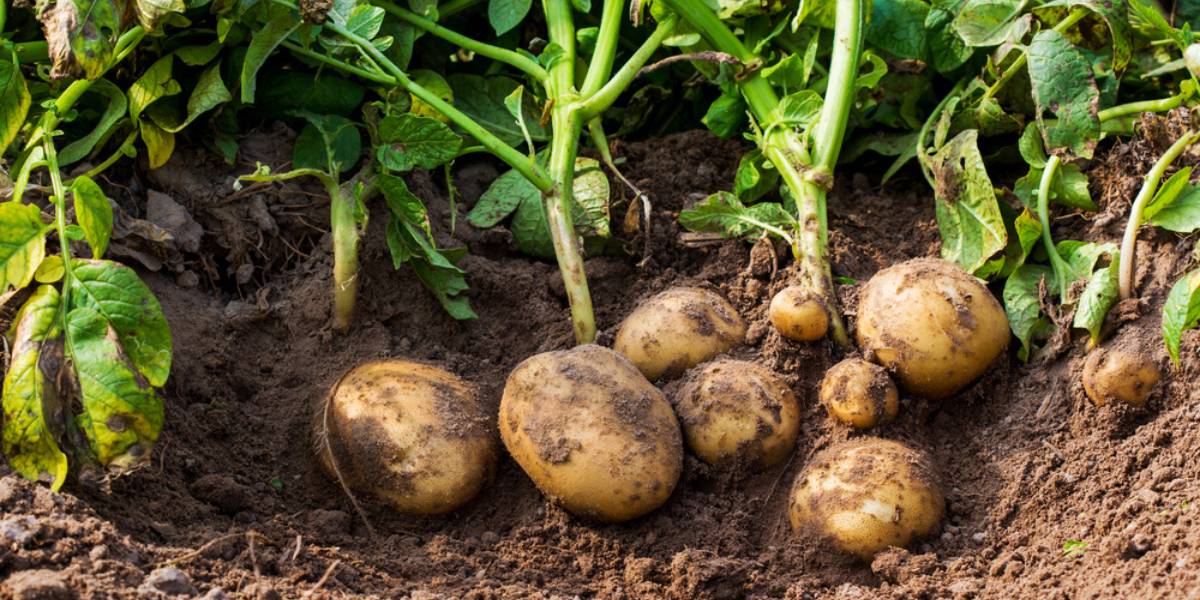 Caring for Your Potato Plant