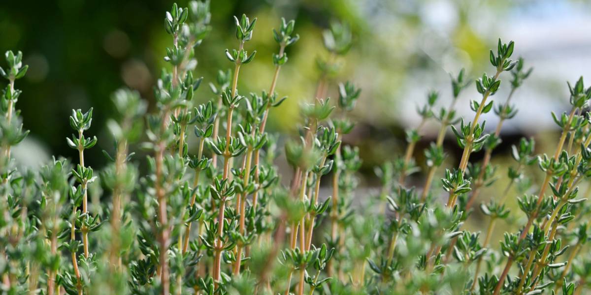 Caring for Your Thyme Plant