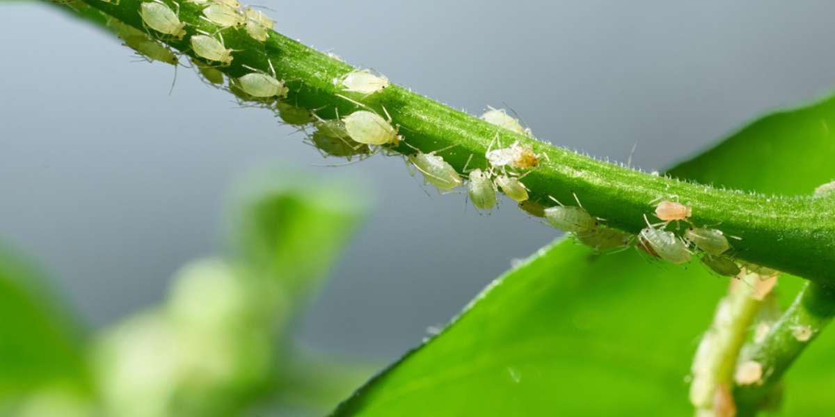 Carrot - Pests & Diseases