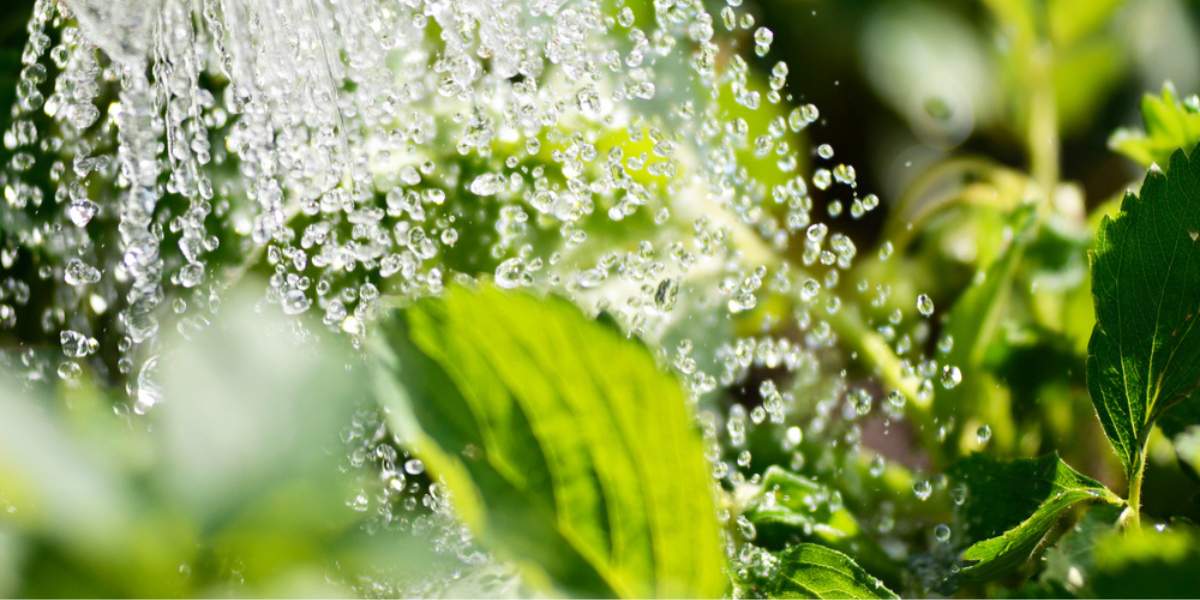 Cauliflower - How to Water