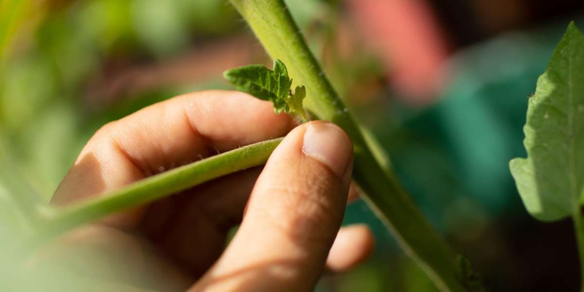 Cauliflower - Pests & Diseases