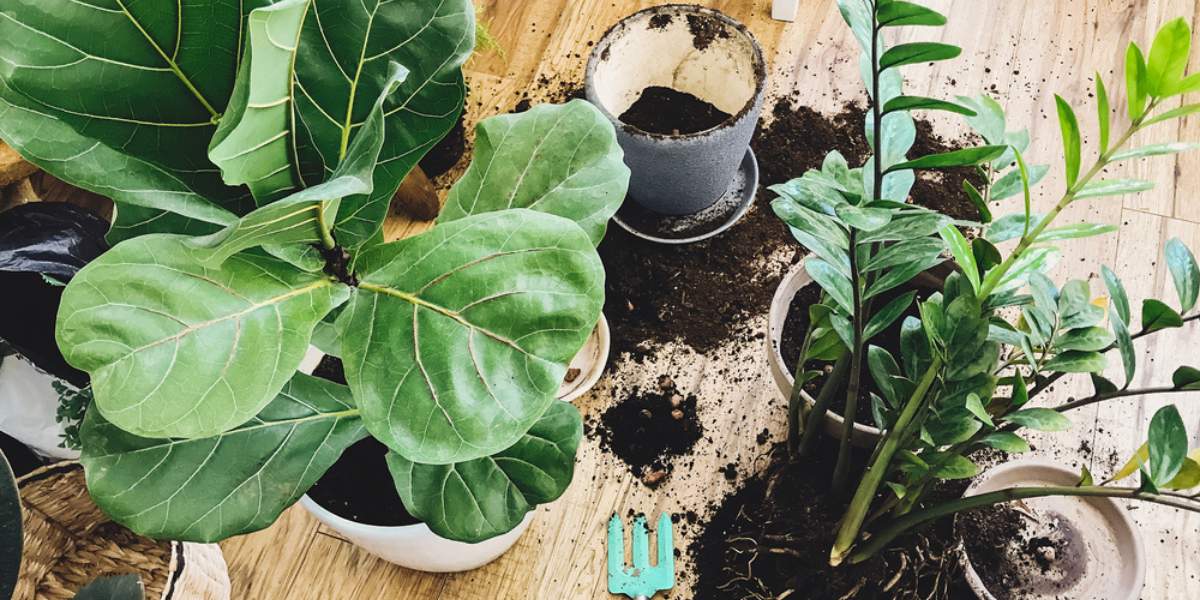 How to Repot Your Plant