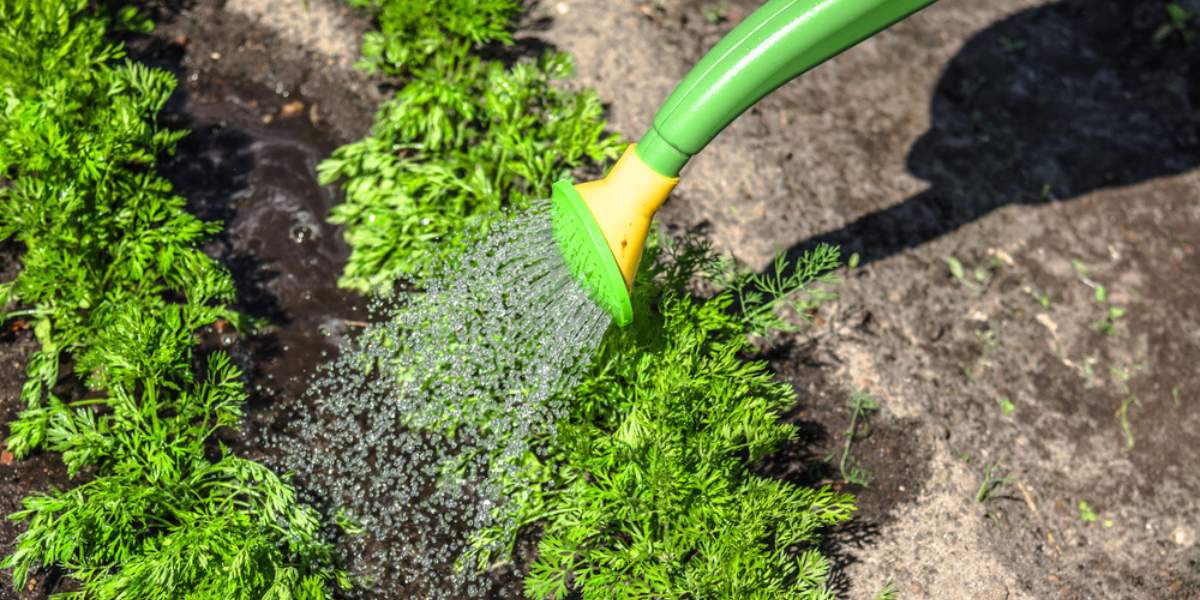 How to Water Brussels Sprouts