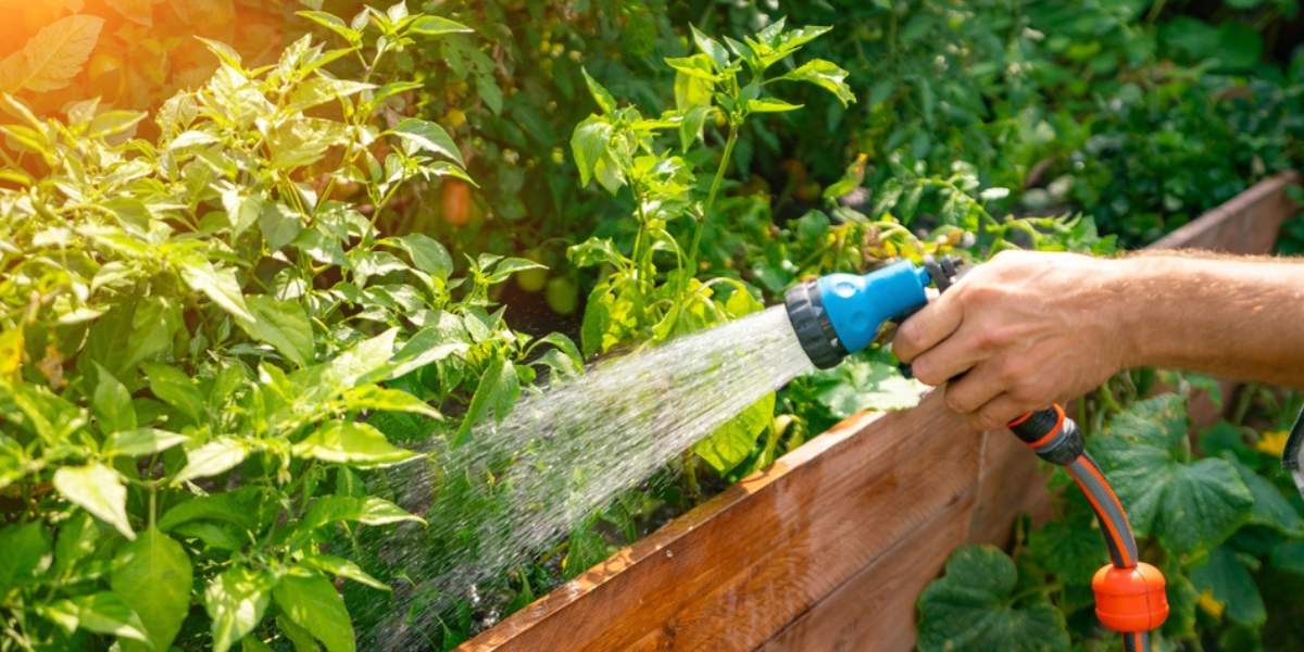 How to Water Carrot