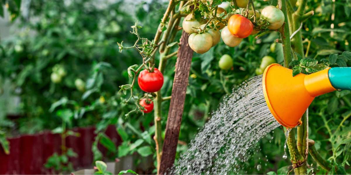 How to Water Your Tomato Plant