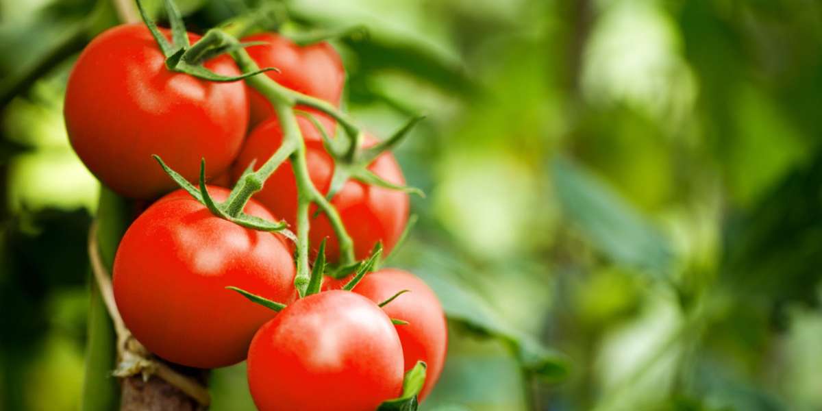 Caring for Your Tomato Plant