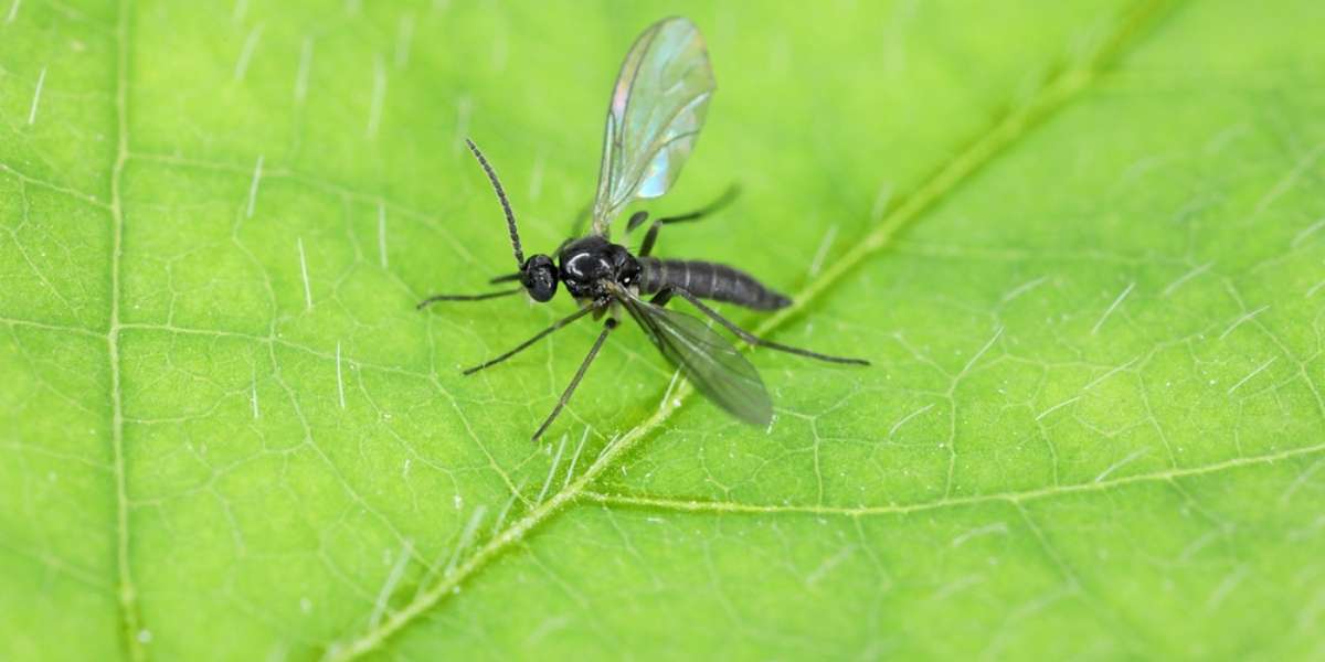 Kale - Pests & Diseases