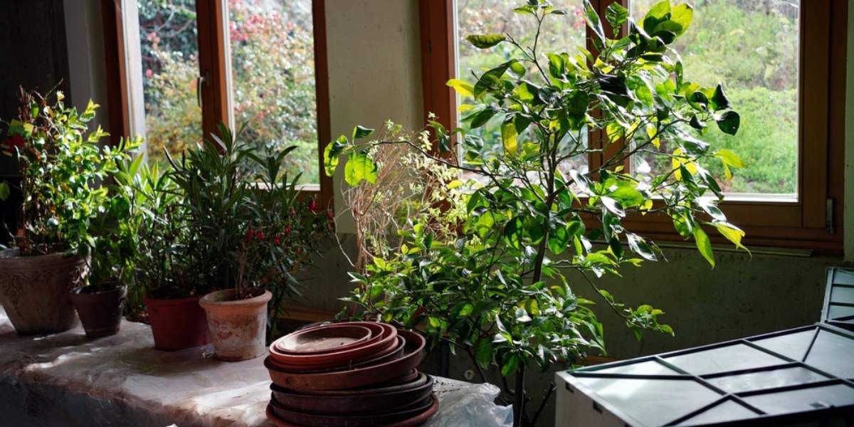 Overwintering Your Plant Cool And Bright