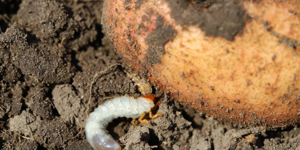 Potato - Pests & Diseases