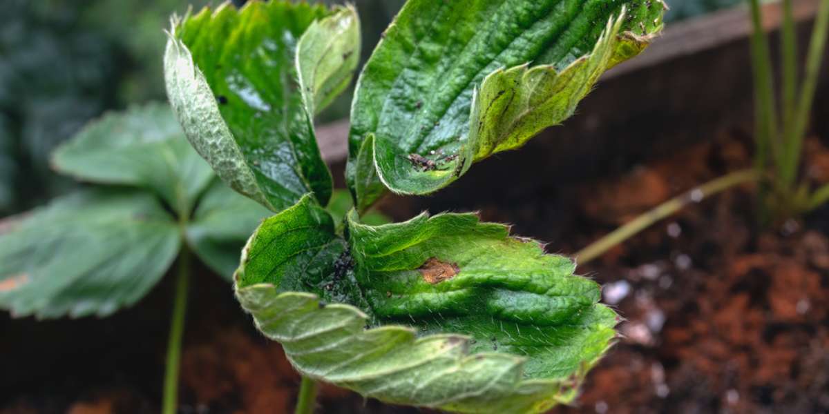 Spinach - Pests & Diseases