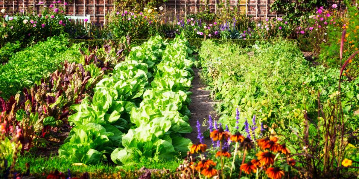 Starting Your First Vegetable Garden A Complete Beginner's Guide