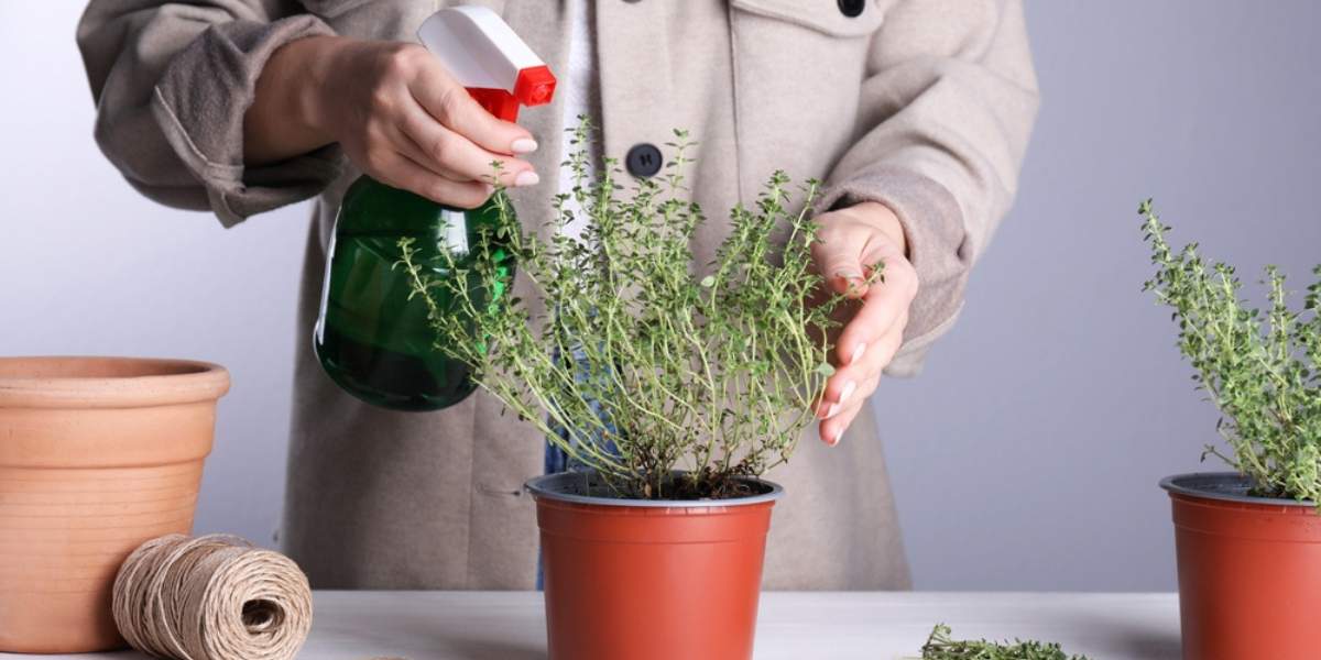 Thyme - How to Water