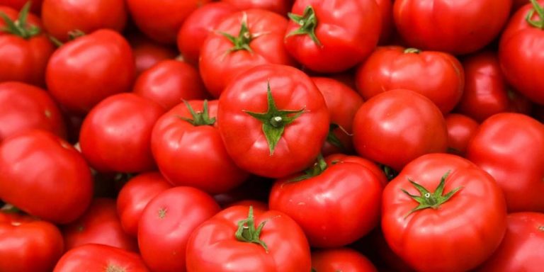 growing tomatoes in canada