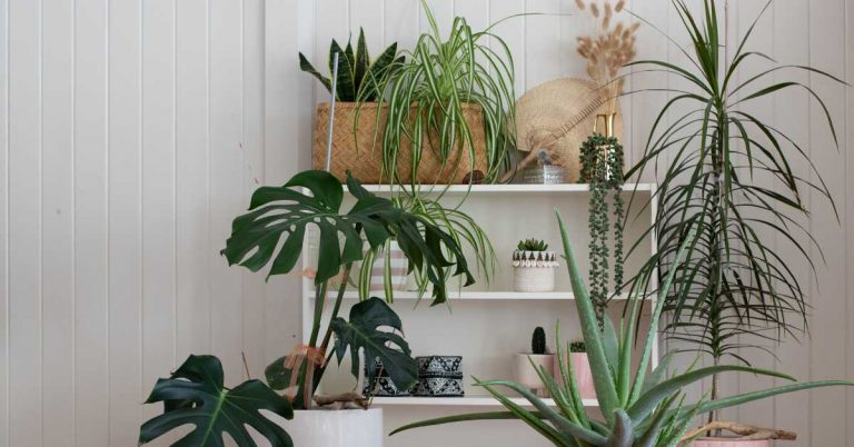 Low Maintenance Houseplants