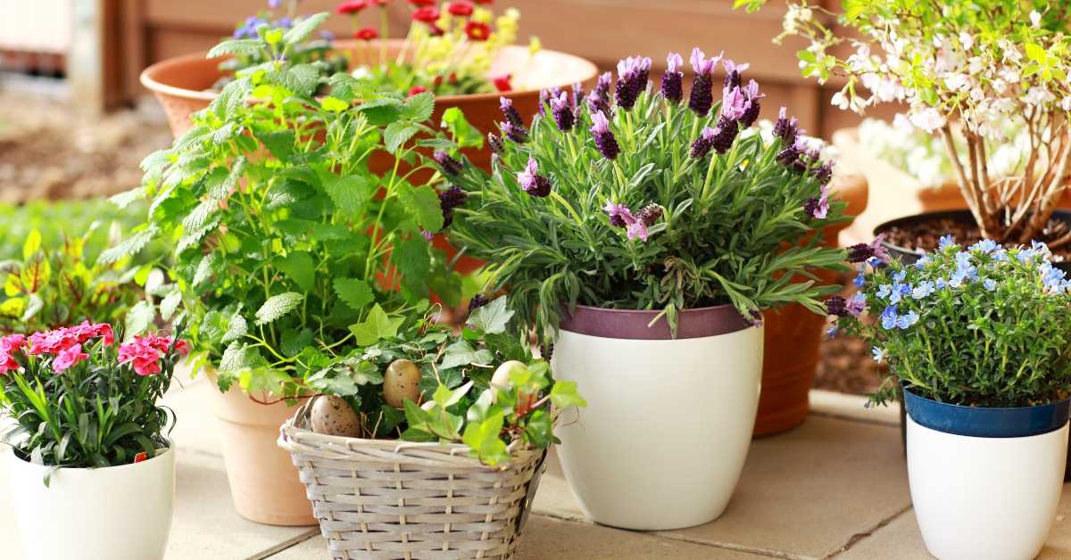 Container gardening