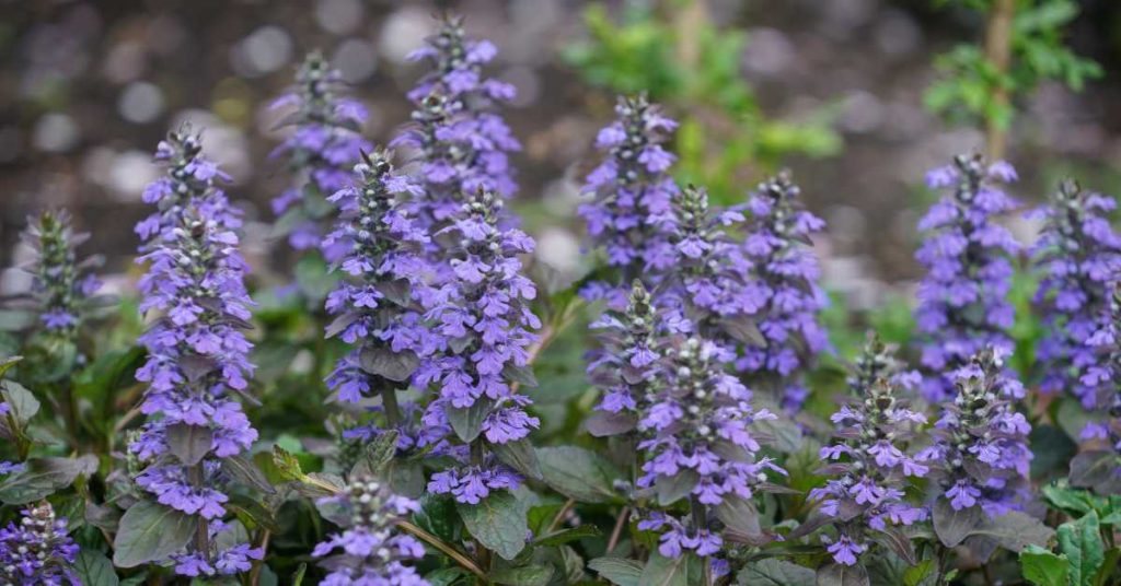 Ajuga