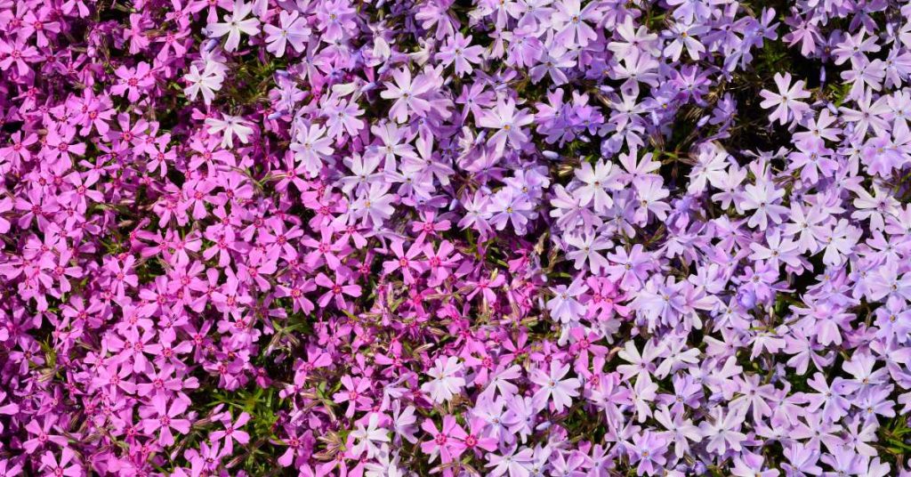 Creeping Phlox