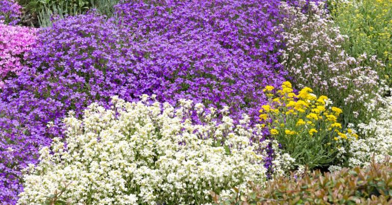 Ground Cover Plants