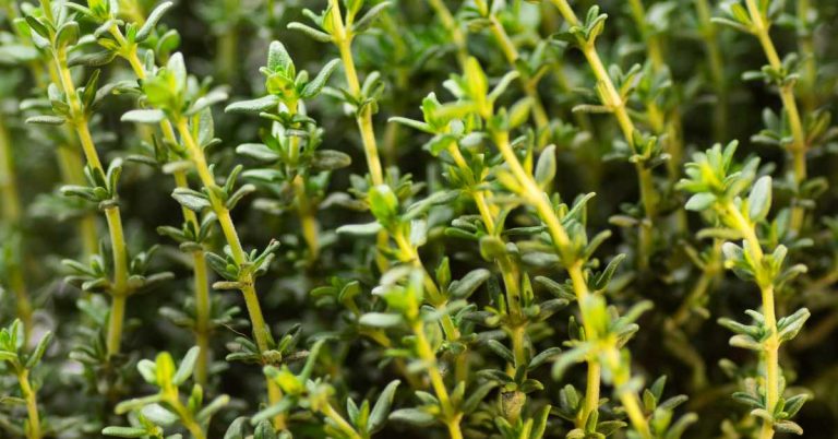 Thyme