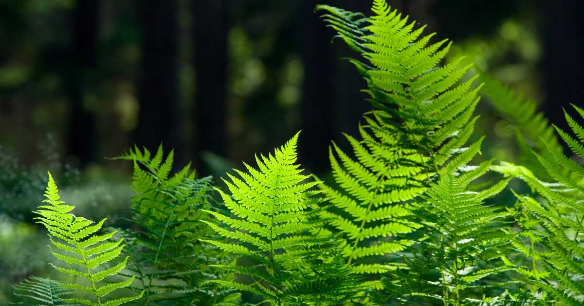 plants for winter