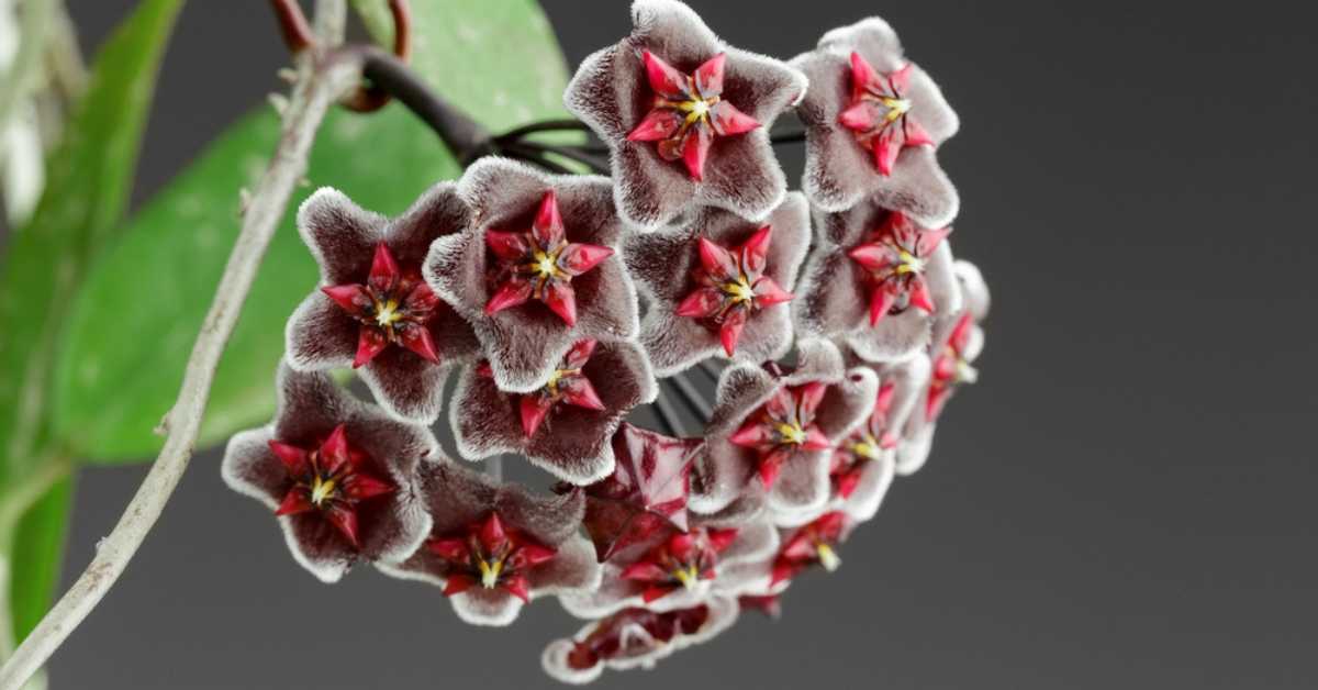 Hoya Pubicalyx