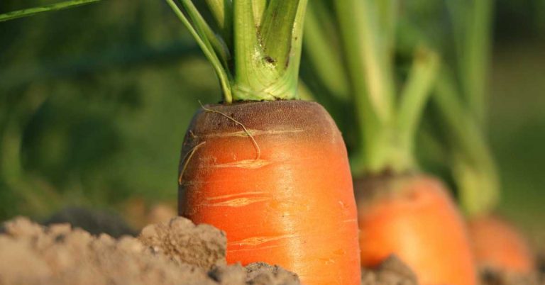 growth stages of carrots