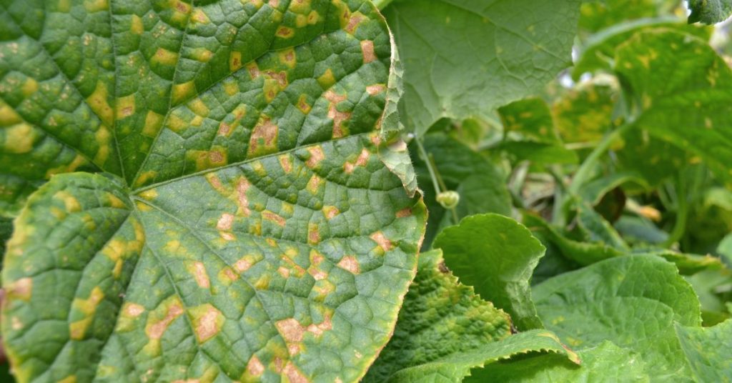 The big Pests & Diseases Canadians face

