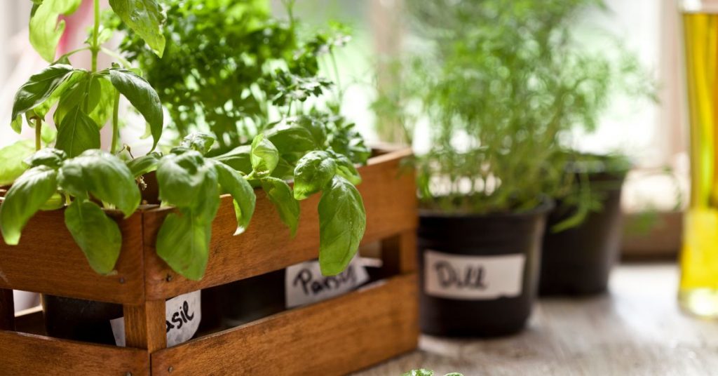Indoor Winter Gardening